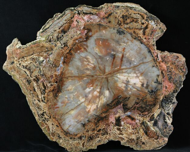 Petrified Wood (Araucaria) Slab With Bark - Arizona #31802